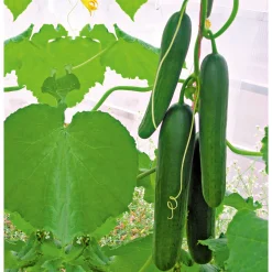 PlantiflorSnackgurke, Topf Ø 12 cm
