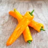 PlantiflorSnackpaprika plastikfrei Topf 12 cm