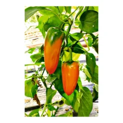 PlantiflorSnackpaprika plastikfrei Topf 12 cm