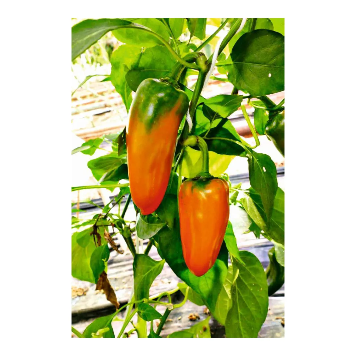 PlantiflorSnackpaprika plastikfrei Topf 12 cm