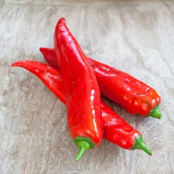 PlantiflorSnackpaprika plastikfrei Topf 12 cm