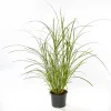 PlantiflorSolitär-Gräser Topf Durchmesser 23 cm