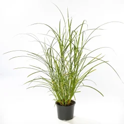 PlantiflorSolitär-Gräser Topf Durchmesser 23 cm