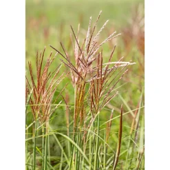 PlantiflorSolitär-Gräser Topf Durchmesser 23 cm