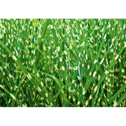 PlantiflorSolitär-Gräser Topf Durchmesser 23 cm