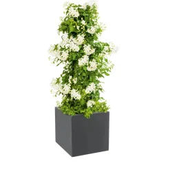 PlantiflorSommerjasmin Pyramide Topf Durchmesser 19 cm