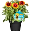 PlantiflorStauden-Mix Biene Maja Topf- Durchmesser 13 cm