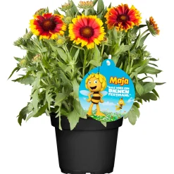 PlantiflorStauden-Mix Biene Maja Topf- Durchmesser 13 cm