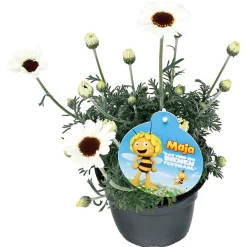 PlantiflorStauden-Mix Biene Maja Topf- Durchmesser 13 cm