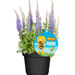 PlantiflorStauden-Mix Biene Maja Topf- Durchmesser 13 cm