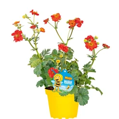 PlantiflorStauden-Mix Biene Maja Topf- Durchmesser 13 cm