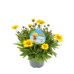 PlantiflorStauden-Mix Biene Maja Topf- Durchmesser 13 cm