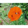 PlantiflorStaude P19 verschiedene Sorten