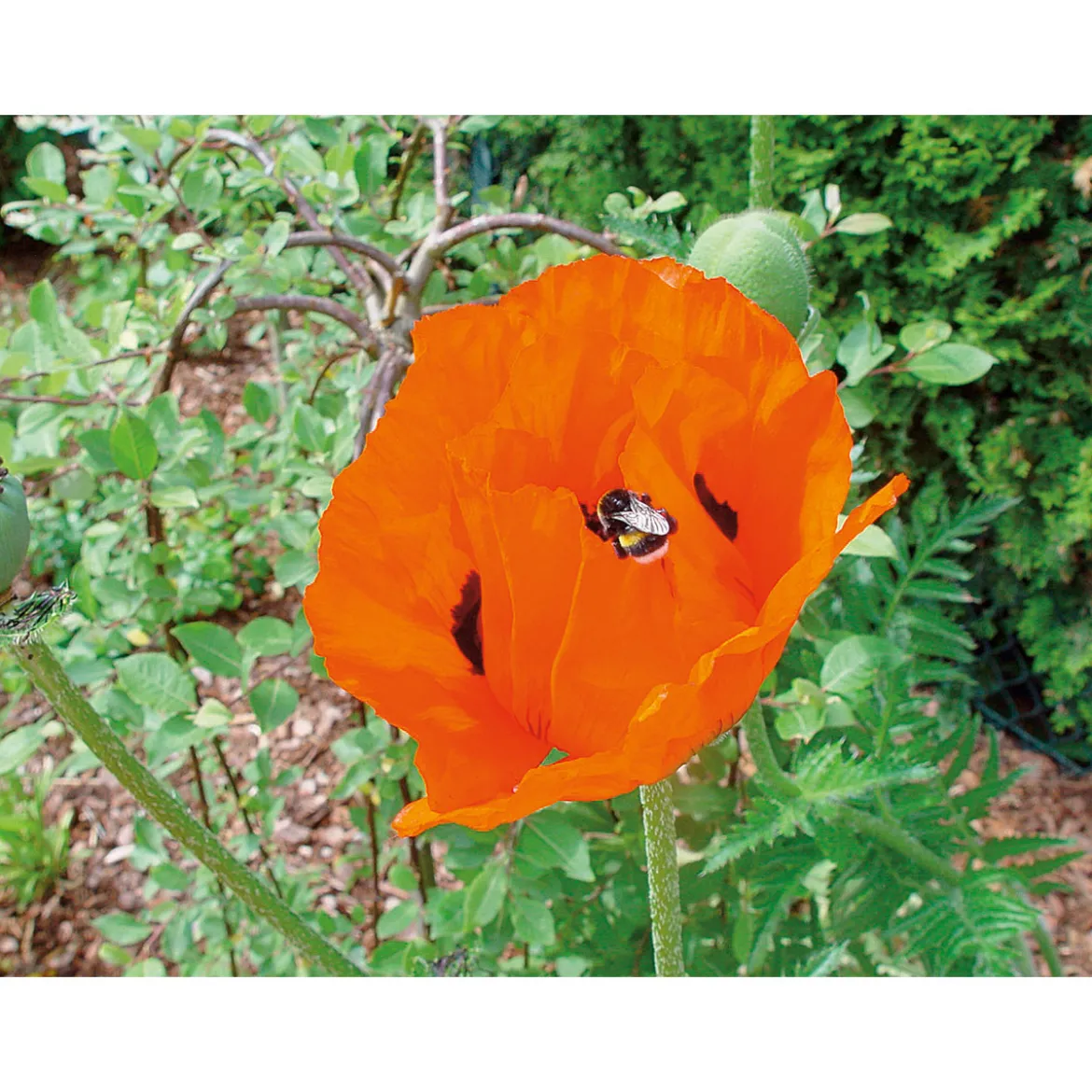 PlantiflorStaude P19 verschiedene Sorten