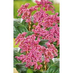 PlantiflorStaude P19 verschiedene Sorten