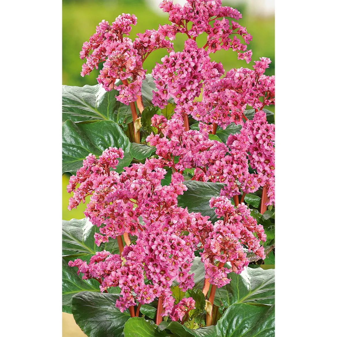 PlantiflorStaude P19 verschiedene Sorten
