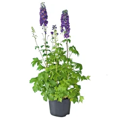 PlantiflorStaude P19 verschiedene Sorten