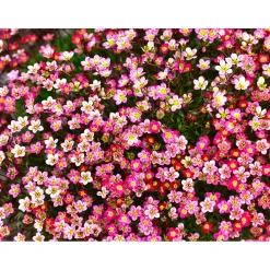 PlantiflorSteingartenstauden im Topf Durchmesser 13 cm