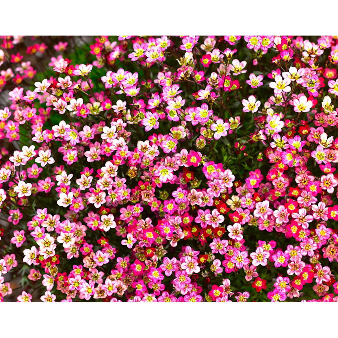 PlantiflorSteingartenstauden im Topf Durchmesser 13 cm