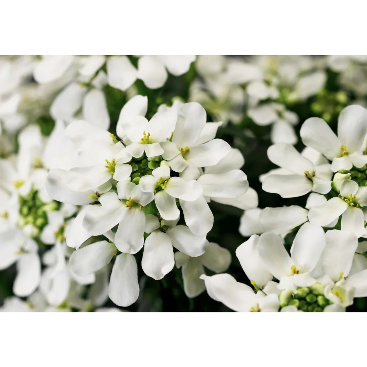 PlantiflorSteingartenstauden im Topf Durchmesser 13 cm
