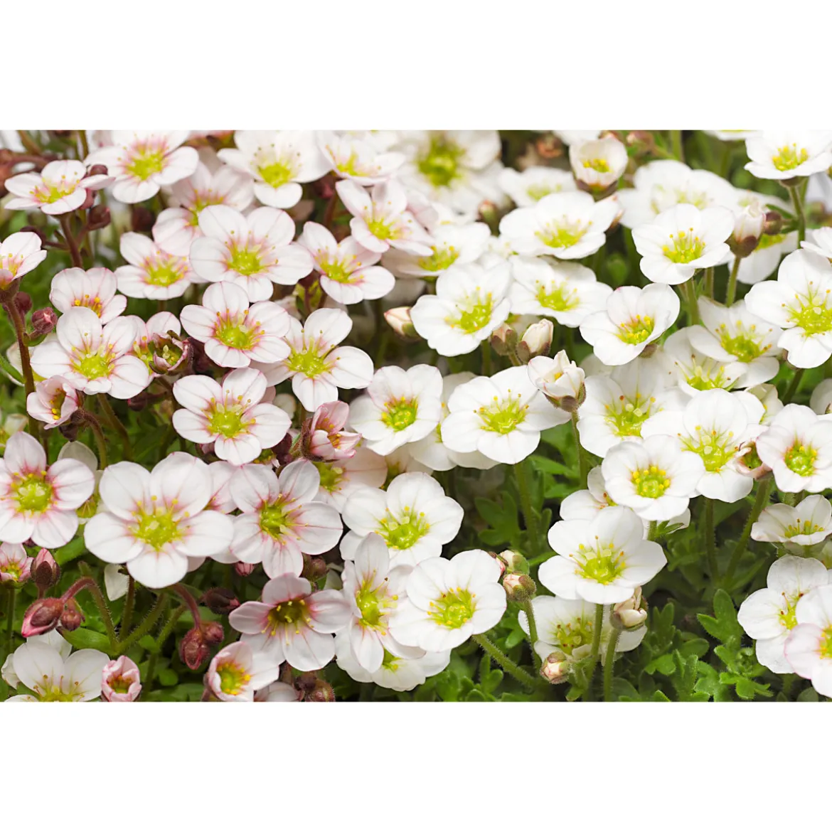 PlantiflorSteingartenstauden im Topf Durchmesser 13 cm