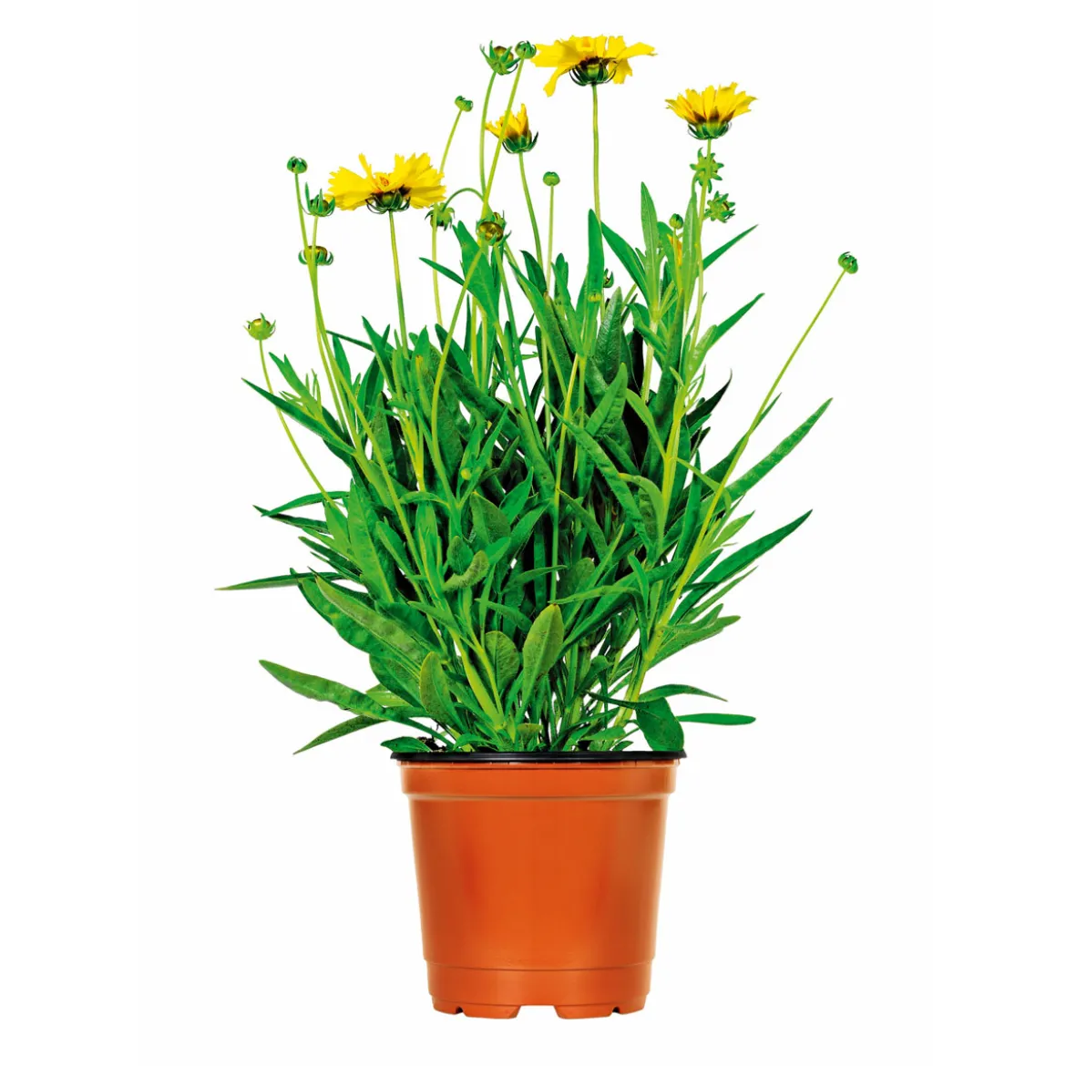 PlantiflorSteingartenstauden im Topf Durchmesser 13 cm