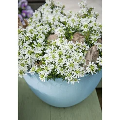 PlantiflorSteingartenstauden im Topf Durchmesser 13 cm