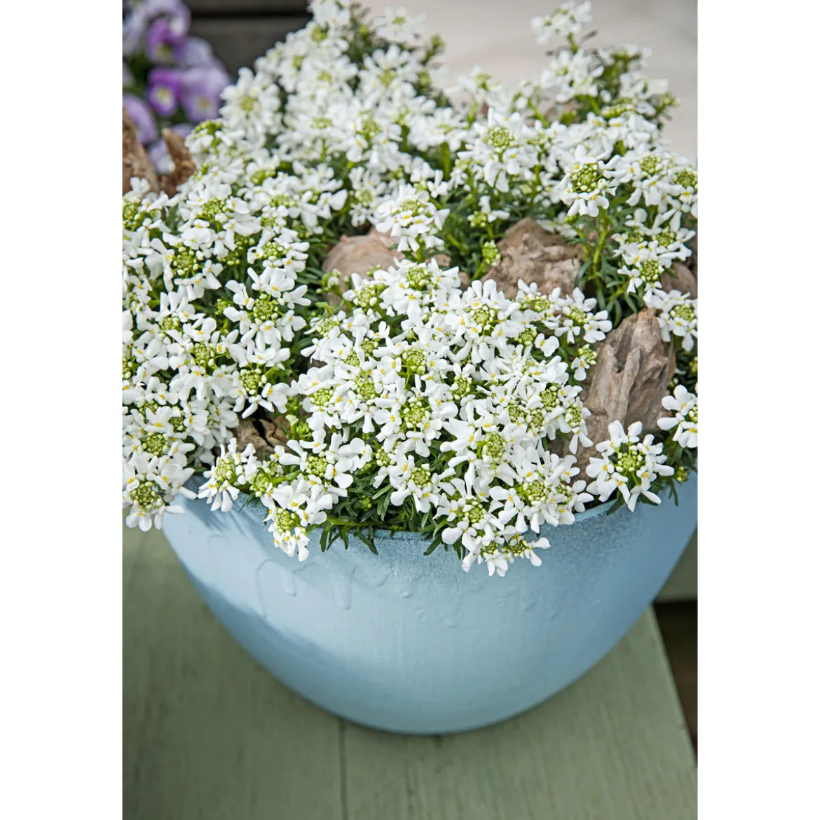PlantiflorSteingartenstauden im Topf Durchmesser 13 cm