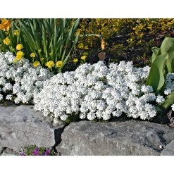 PlantiflorSteingartenstauden im Topf Durchmesser 13 cm