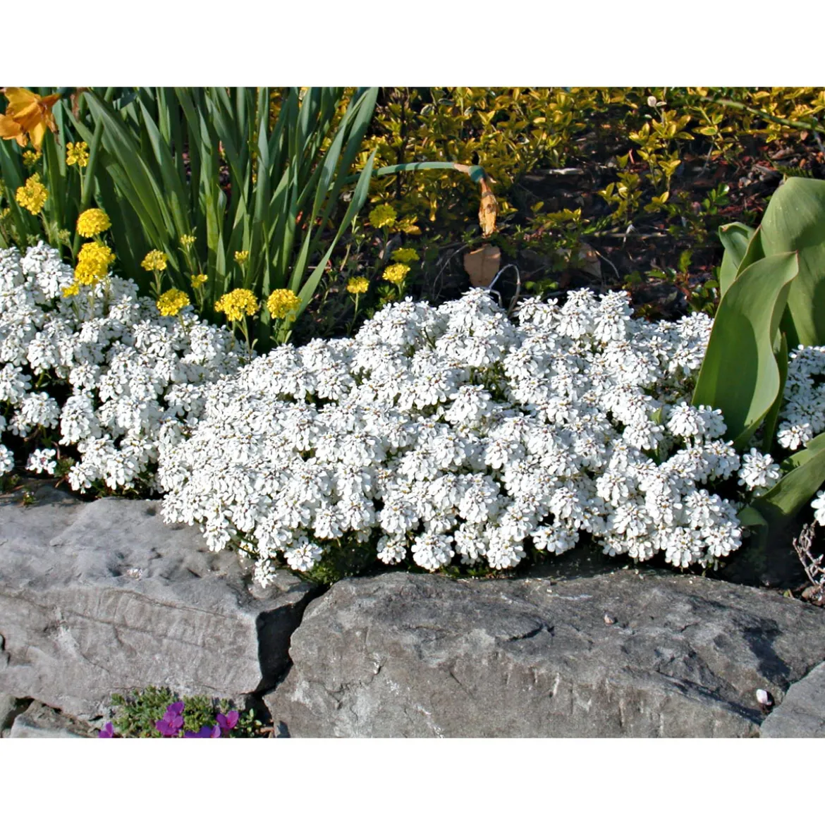 PlantiflorSteingartenstauden im Topf Durchmesser 13 cm