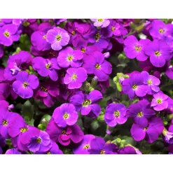 PlantiflorSteingartenstauden im Topf Durchmesser 13 cm