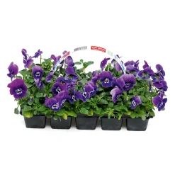 PlantiflorStiefmütterchen 10er-Pack