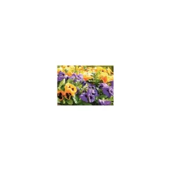PlantiflorStiefmütterchen 10er-Pack