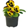 PlantiflorStiefmütterchen Topf Durchmesser 9 cm
