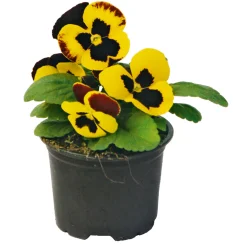 PlantiflorStiefmütterchen Topf Durchmesser 9 cm