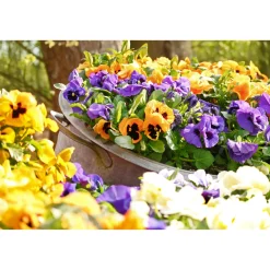 PlantiflorStiefmütterchen Topf Durchmesser 9 cm
