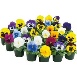 PlantiflorStiefmütterchen Topf Durchmesser 9 cm