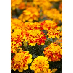 PlantiflorTagetes Topf Durchmesser 10,5 cm
