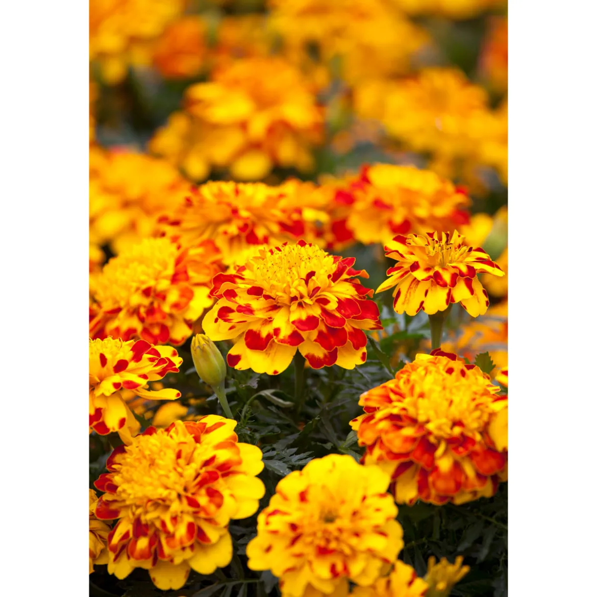 PlantiflorTagetes Topf Durchmesser 10,5 cm
