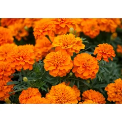 PlantiflorTagetes Topf Durchmesser 10,5 cm