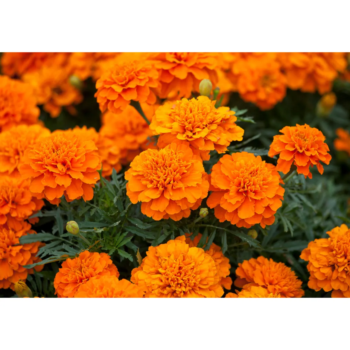 PlantiflorTagetes Topf Durchmesser 10,5 cm