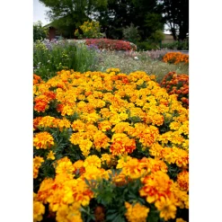 PlantiflorTagetes Topf Durchmesser 10,5 cm