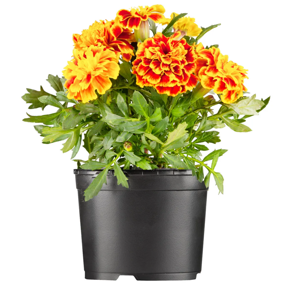 PlantiflorTagetes Topf Durchmesser 10,5 cm