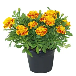 PlantiflorTagetes Topf Durchmesser 10,5 cm