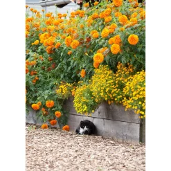 PlantiflorTagetes Topf Durchmesser 10,5 cm
