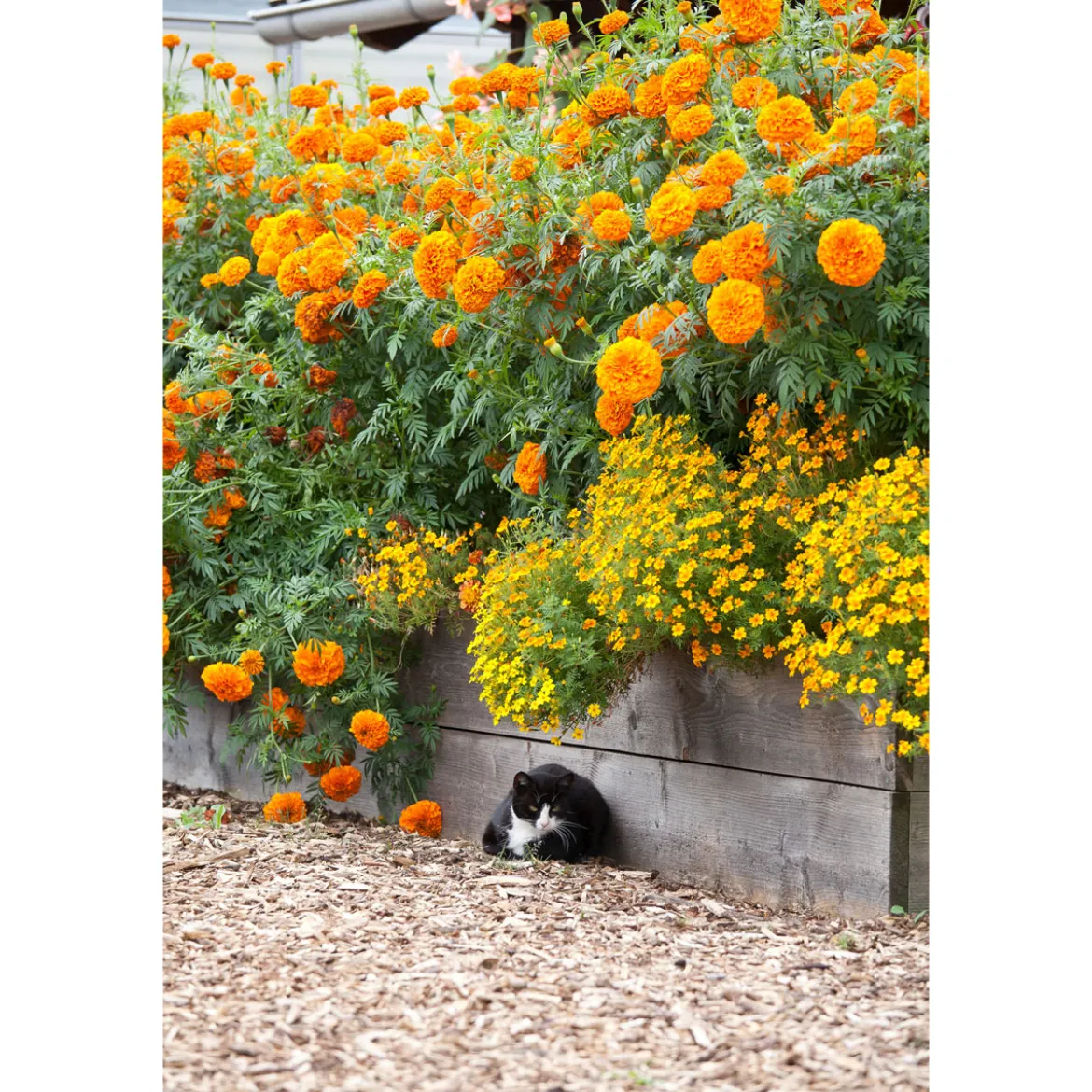 PlantiflorTagetes Topf Durchmesser 10,5 cm