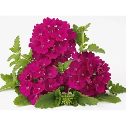 PlantiflorVerbene Temari weiß und rosa/rot T10,5