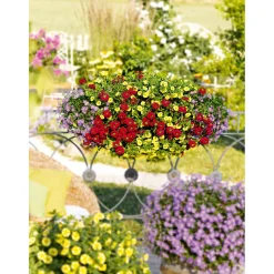PlantiflorVerbene Temari weiß und rosa/rot T10,5