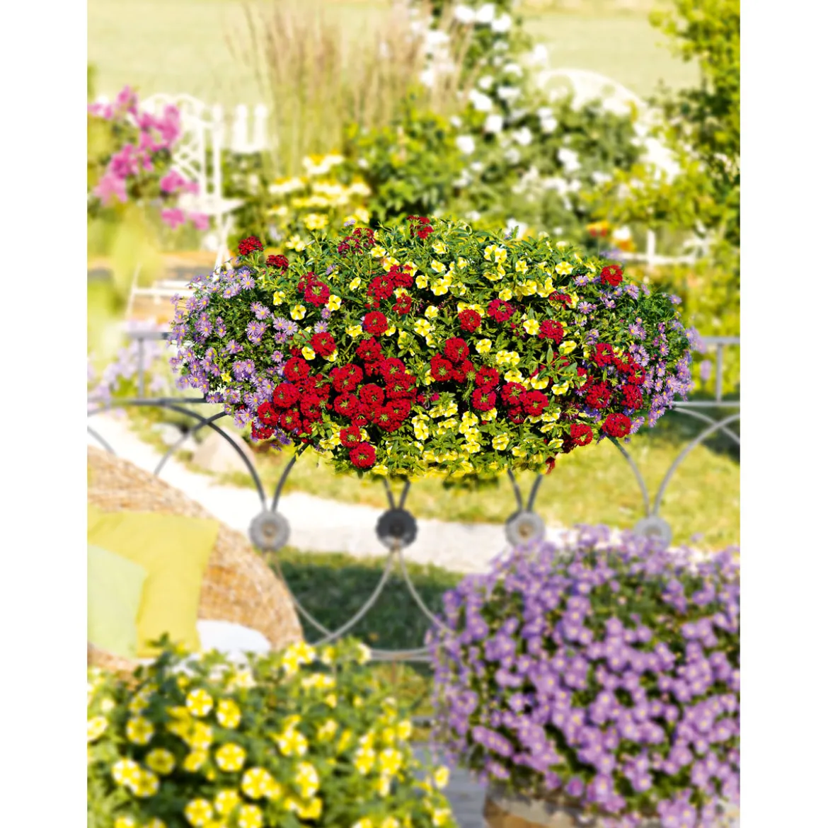 PlantiflorVerbene Temari weiß und rosa/rot T10,5