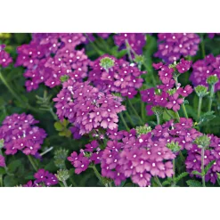 PlantiflorVerbene Temari weiß und rosa/rot T10,5